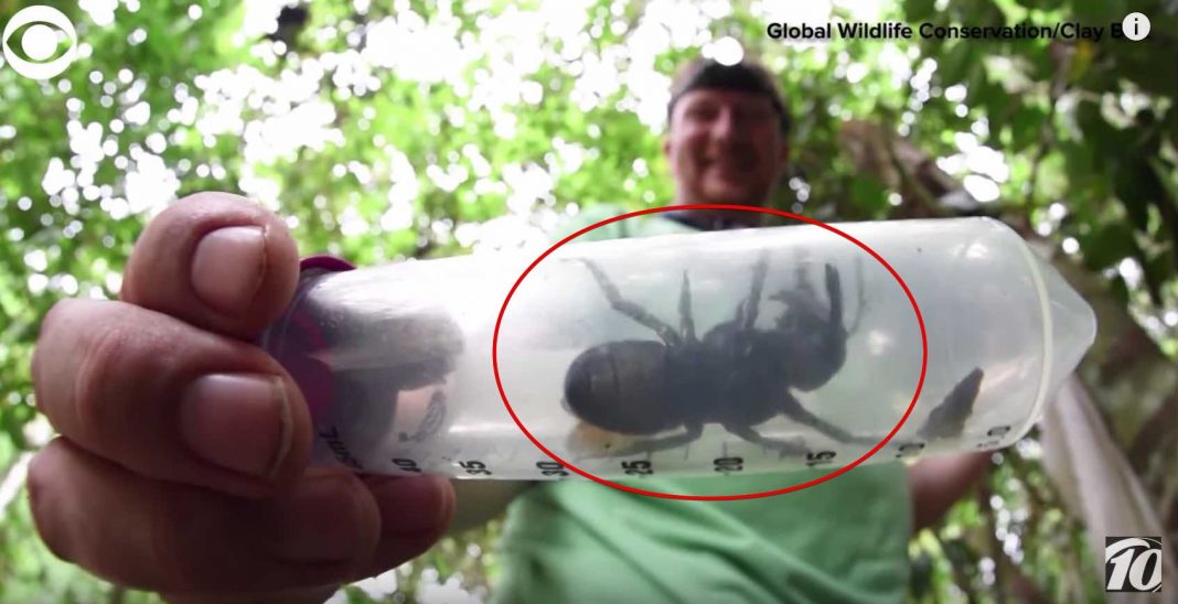 World’s Biggest Bee Has Been Found Alive Watch Star Mag