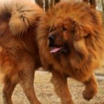 8791392-tibetan-mastiff-pictures