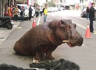 Dinosaur in Taiwan turns out to be a hippo Dinosaur in Taiwan turns out to be a hippo
