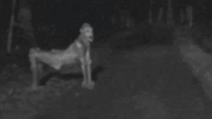 Man spots strange gray creature in Ohio