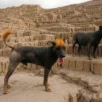 peruvian-hairless-dog