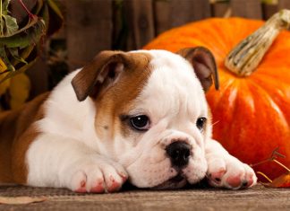 5 tips to make Halloween safe for your pets