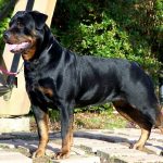 dogs-rottweiler-new-images-fullscreen-hd-wallappers-rottweiler-dog