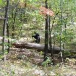 bear-killing-hiker