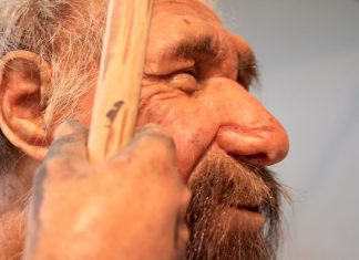 Your hair color and sleep habits may come from Neanderthals (Report)