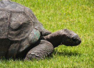 The fascinating sex life of Jonathan, the 185-year-old giant tortoise (Report)