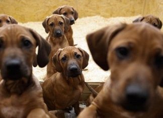 Dogs really do put on 'puppy eyes' to get what they want (Report)