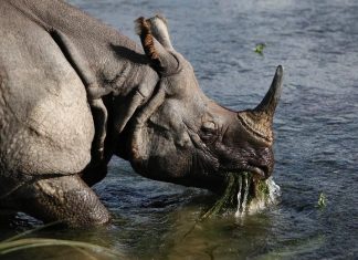 Rhino charges, injures suspected poacher in Namibia (Report)
