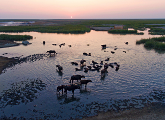 Iraq's vast marshes, reborn after Saddam, are in peril again (Report)