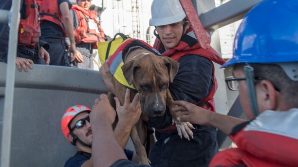 171025-N-UX013-233PACIFIC OCEAN (Oct. 25, 2017) Sailors help Zeus, one of two dogs who were accompanying two mariners who were aided by the amphibious dock landing ship USS Ashland (LSD 48). Ashland, operating in the Indo-Asia-Pacific region on a routine deployment, rescued two American mariners who had been in distress for several months after their sailboat had a motor failure and had strayed well off its original course while traversing the Pacific Ocean. (U.S. Navy photo by Mass Communication Specialist 3rd Class Jonathan Clay/Released)