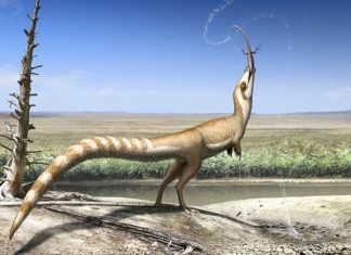 New dinosaur may have looked like a raccoon (Report)