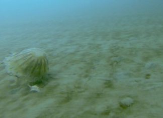 Rare footage captures giant jellyfish living under Arctic ice (Report)
