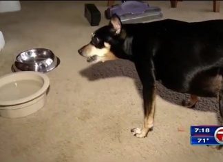 Extra fat protects Florida dog during bear attack (Report)