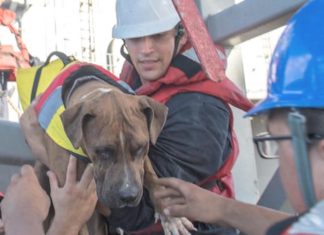 Navy rescues mariners, dogs stranded in Pacific Ocean for 5 months (Report)