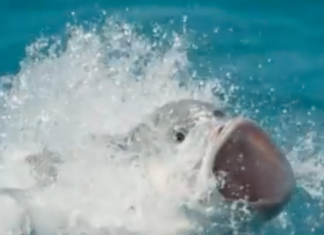 Blue Planet II viewers terrified by bird eating fish (Report)