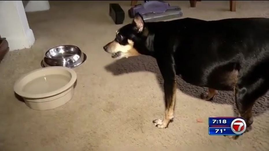 Frika is an overweight miniature pinscher whose 15-pound frame may be the reason she survived a bear attack in Florida. 