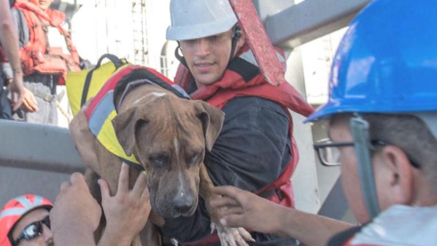 Hawaiian mariners Jennifer Appel and Tasha Fuiaba and their two dogs were rescued Wednesday after their sailboat strayed well off course during a trip to Tahiti.