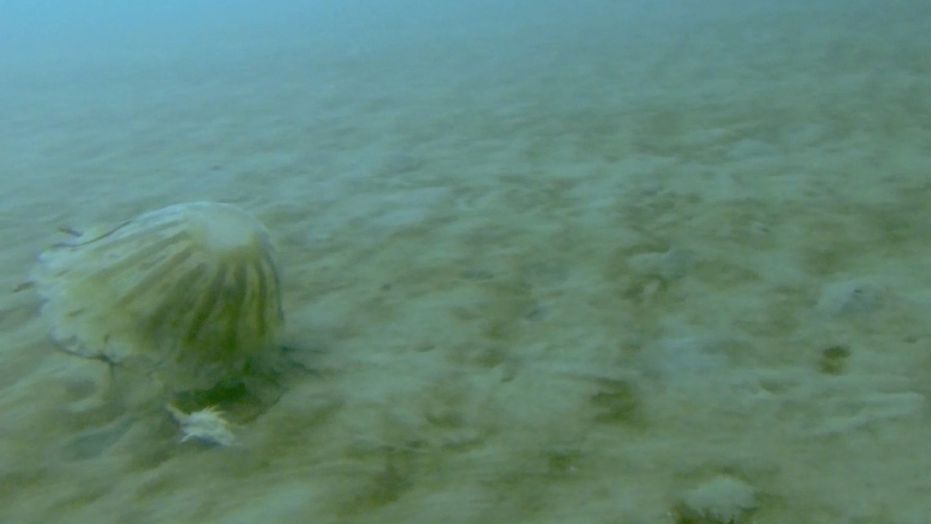 Scientists spotted this huge jellyfish (&lt;em&gt;Chrysaora melanaster&lt;/em&gt;) dragging a crustacean with one of its tentacles under the sea ice covering the Chukchi Sea off the north coast of Alaska.