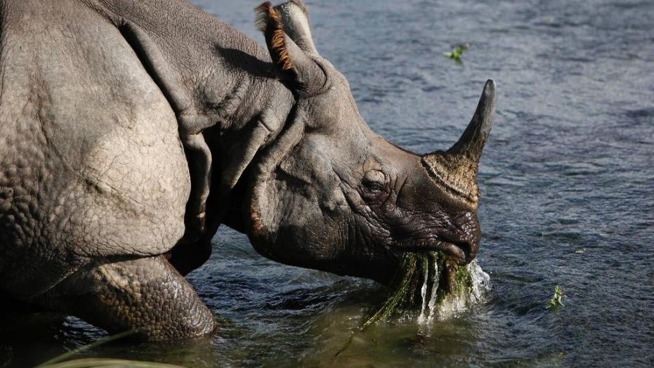A great one-horned rhino eats water plants from a river in the Janakauli community forest bordering Chitwan National Park, Nepal, Aug. 1, 2010.