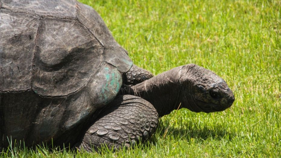 File photo of Jonathan the tortoise (Steven Humphreys/iStock). 
