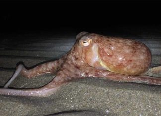 Mysterious octopus invasion rocks beach in Wales (Report)