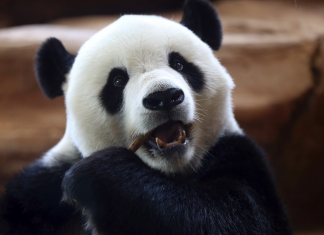 Giant panda sleeps through much of Indonesia media debut (Report)