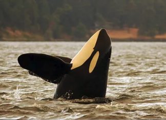 Cowichan Bay whale watchers record ‘alarming’ navy sonar testing in Saanich Inlet, Reports
