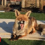 101978085_fox_yawn.jpg