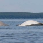 beluga-whale-research.jpg