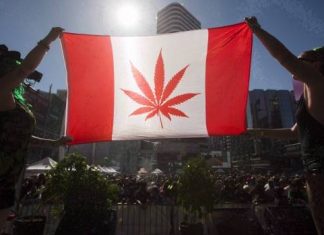 Senate passes pot bill, paving way for legal weed in 8 to 12 weeks (Report)