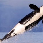 conservationists-call-for-orca-action.jpg