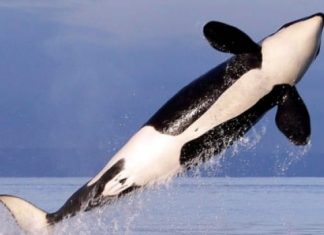 Canadian government announces $167.4M to help save key whale species (Report)