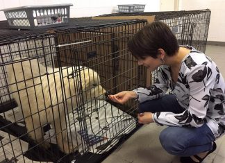 Dogs and puppies saved from a South Korean meat farm are now receiving care in Montreal (Details)