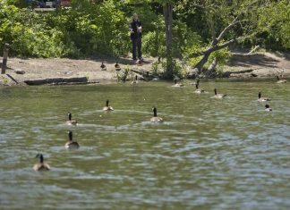 Lightning strike likely behind group death of 50 geese near Montreal, veterinarian says (Details)