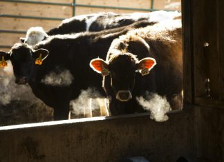 Get ready for the ‘internet of cows:’ Farmers use technology to shake up agriculture (Details)