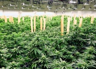 Marijuana bill inches closer to passage with House vote (Report)