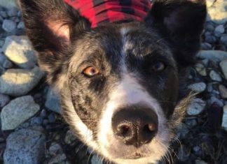 ‘I’ve done a bad thing’: Dog’s tragic death divides B.C. island paradise (Report)