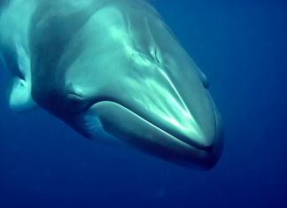 Rescue group monitoring sick minke whale that became beached in Newfoundland harbour (Details)