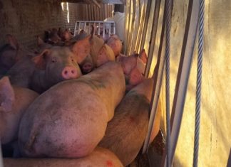 We’re outraged when dogs are kept in hot cars. Why not pigs in transport vehicles? (Report)