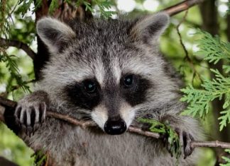 Raccoons experiencing high blood sugar levels from eating our food (Report)