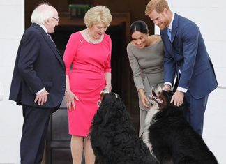Meghan Markle melts over first dogs of Ireland as they interrupt meeting with President | Royal | News (Details)