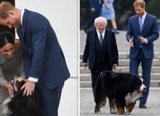 Meta Meghan Markle attracts Bernese Mountain dog fans in Ireland royal visit | Royal | News (Details)