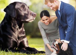 Meghan Markle and Prince Harry: Why adopting a BLACK Labrador is very heartwarming | Royal | News (Details)
