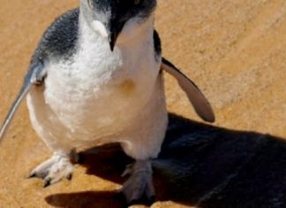 Dogs maul penguins, Killing 58 in the southern Australia Dogs maul penguins, Killing 58 in the southern Australia