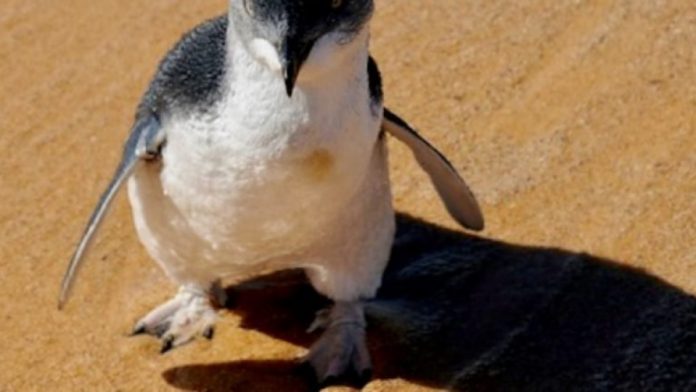 Dogs maul penguins, Killing 58 in the southern Australia