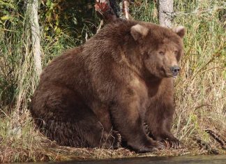 Fattest bear: Beadnose’s ‘fabulous flab’ wins competition Fattest bear: Beadnose's 'fabulous flab' wins competition
