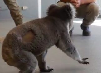 Global wildlife plummet 60%, koala populations dying faster Global wildlife plummet 60%, koala populations dying faster