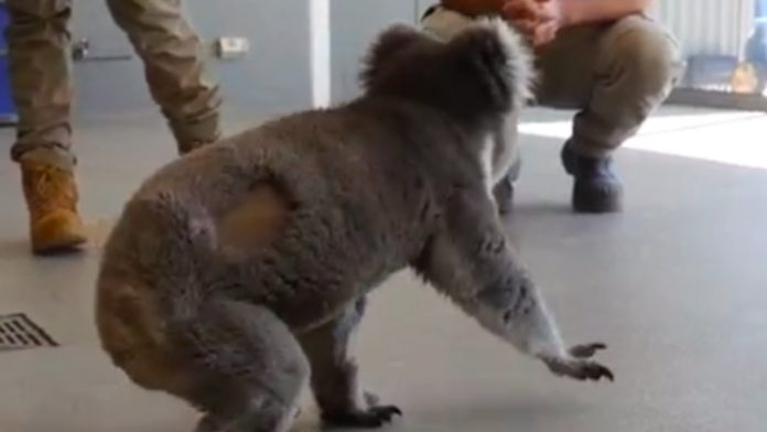 Global wildlife plummet 60%, koala populations dying faster