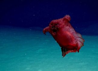Headless Chicken Monster Spotted in the Deep Sea (Video) Headless Chicken Monster Spotted in the Deep Sea (Watch)