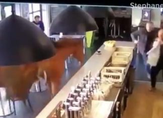Horse runs into a bar in France (Video) Horse runs into a bar in France (Video)